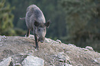 wild boar