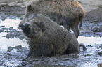 wild boars