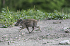 running wild boar