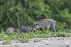 wild boar with piglets