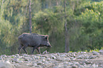 wild boar