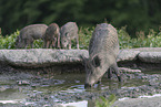 wild boar with piglets