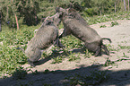 Wild boars playfully fight each other