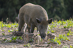 wild boar with piglets