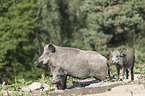 wild boars