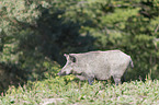 wild boar