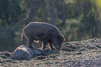 wild boars
