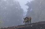 wild boar