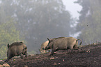 wild boars