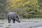 wild boar