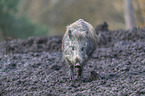 walking wild boar