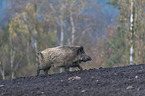 running wild boar