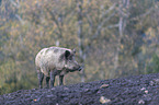 wild boar