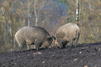 wild boars
