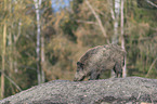 wild boar