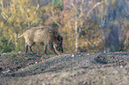 walking wild boar