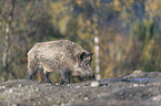 walking wild boar