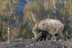 wild boar