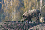 wild boar