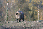 wild boar