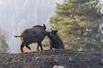 Wild boars playfully fight each other