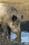 wild boar at the water