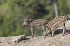 wild boars