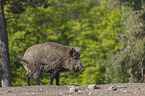 wild boar