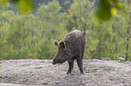 wild boar