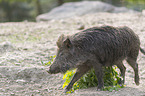 running wild boar