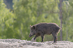 walking wild boar
