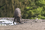 wild boar at the water