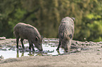 wild boars at the water