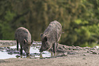 wild boars at the water