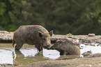 wild boars at the water