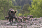 wild boar with piglets