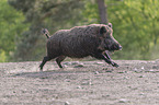 running wild boar