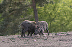 Wild boars playfully fight each other
