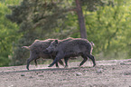 Wild boars playfully fight each other