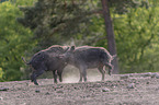 Wild boars playfully fight each other