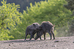 Wild boars playfully fight each other