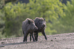 wild boars