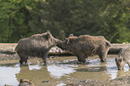 wild boars at the water