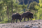 Wild boars playfully fight each other