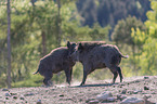 Wild boars playfully fight each other