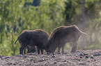 Wild boars playfully fight each other