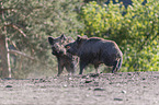 Wild boars playfully fight each other