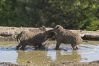 wild boars at the water