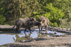 wild boars at the water