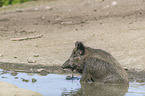 wild boar at the water